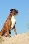 Deutscher Boxer