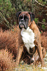 Deutscher Boxer