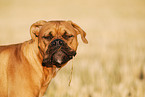 Deutscher Boxer Portrait