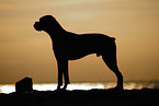 Deutscher Boxer