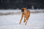 spielender Deutscher Boxer