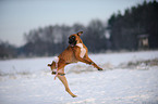 spielender Deutscher Boxer