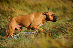 laufender Deutscher Boxer