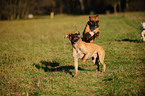 Deutsche Boxer