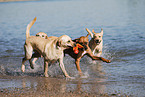 spielende Hunde