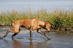 laufender Deutscher Boxer