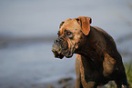 Deutscher Boxer Portrait