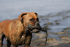 Deutscher Boxer Portrait