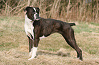 Deutscher Boxer