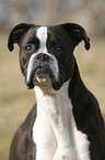 Deutscher Boxer Portrait