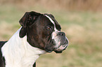 Deutscher Boxer Portrait