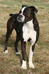 Deutscher Boxer