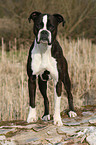 Deutscher Boxer