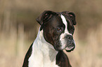 Deutscher Boxer Portrait