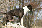 Deutscher Boxer