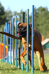 Deutscher Boxer beim Agility