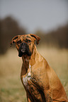 Deutscher Boxer Portrait