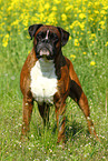 Deutscher Boxer