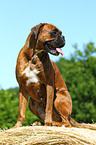 Deutscher Boxer