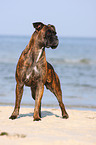 Deutscher Boxer