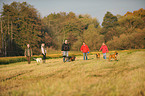 Spaziergang mit Hunden