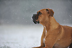 Deutscher Boxer Portrait