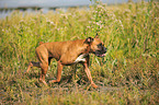 laufender Deutscher Boxer