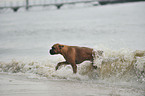 badender Deutscher Boxer