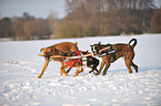 spielende Hunde