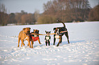 spielende Hunde