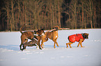 spielende Hunde