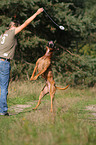 spielender Deutscher Boxer