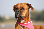 Deutscher Boxer Portrait