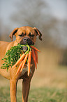 Deutscher Boxer mit Mhren