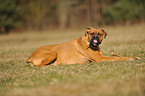 liegender Deutscher Boxer