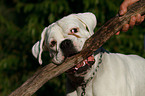 Deutscher Boxer Portrait