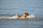 badender Deutscher Boxer