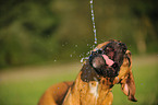 Deutscher Boxer Portrait