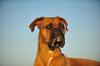 Deutscher Boxer Portrait