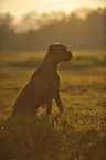 sitzender Deutscher Boxer