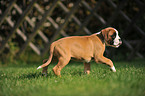 Deutscher Boxer Welpe