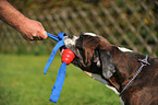 Deutscher Boxer Portrait