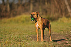 Deutscher Boxer