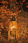 sitzender Deutscher Boxer