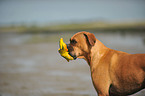 Deutscher Boxer Portrait