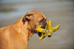 Deutscher Boxer Portrait