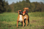 2 Deutsche Boxer