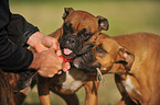 2 Deutsche Boxer