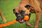 Deutscher Boxer Portrait