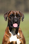 Deutscher Boxer Portrait